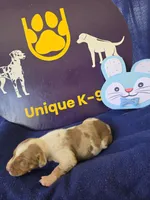 Male one Wilma , a male Catahoula Leopard Dog for sale in Childersburg, AL – Photo 2 of 4