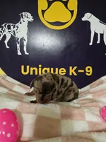 Female one , a female Catahoula Leopard Dog for sale in Childersburg, AL – Photo 2 of 4