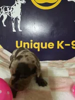 Female one , a female Catahoula Leopard Dog for sale in Childersburg, AL – Photo 4 of 4