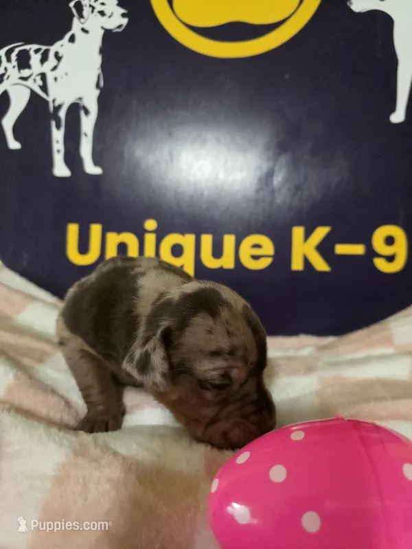 Female one  – Catahoula Leopard Dog puppy for sale in Childersburg, AL