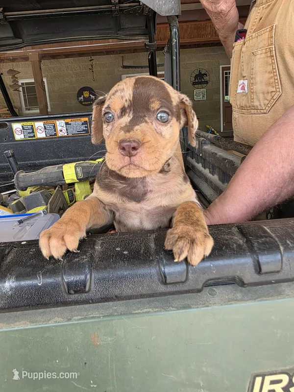 Female one  – Catahoula Leopard Dog puppy for sale in Childersburg, AL