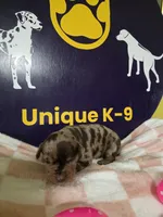 Female one , a female Catahoula Leopard Dog for sale in Childersburg, AL – Photo 3 of 4