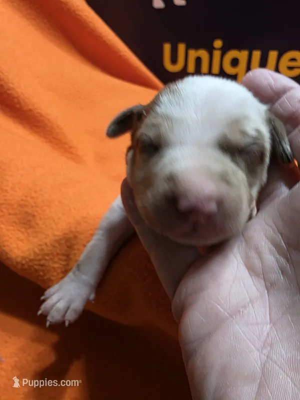 Female five Lucille  – Catahoula Leopard Dog puppy for sale in Childersburg, AL