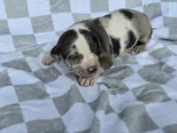 Loretta two, a female Catahoula Leopard Dog for sale in Childersburg, AL – 3 of 4