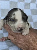 Loretta two, a female Catahoula Leopard Dog for sale in Childersburg, AL – 2 of 4