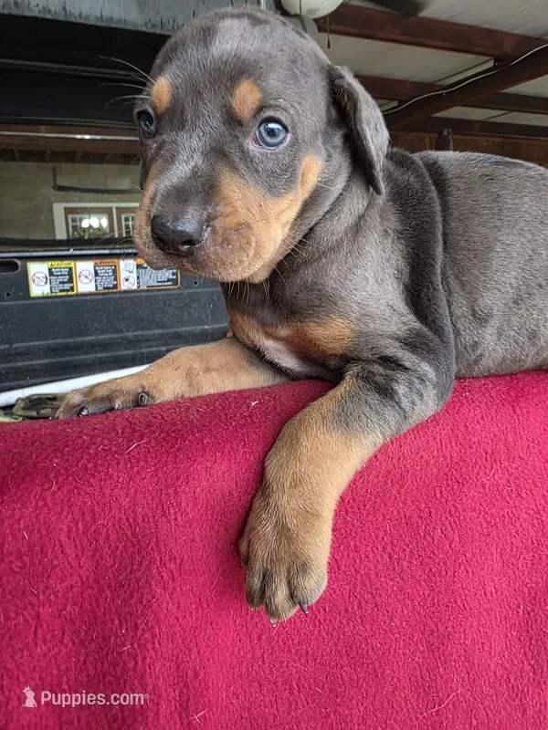 Loretta five – Catahoula Leopard Dog puppy for sale in Childersburg, AL