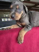 Rip, a male Catahoula Leopard Dog for sale in Childersburg, AL – 6 of 9