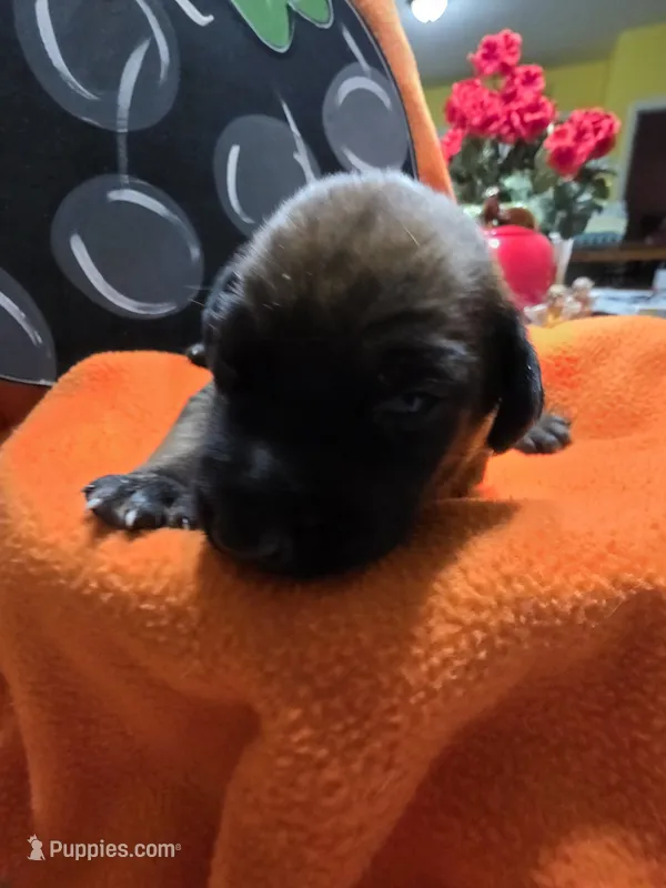 "Theodore " – Rhodesian Ridgeback puppy for sale in Childersburg, AL