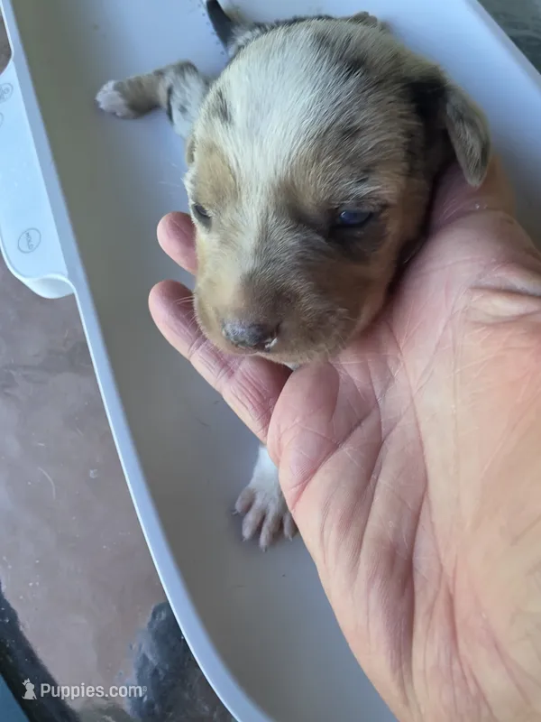 Female six Lucille  – Catahoula Leopard Dog puppy for sale in Childersburg, AL