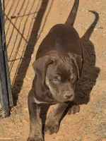 Male five, a male Catahoula Leopard Dog for sale in Childersburg, AL – Photo 2 of 8