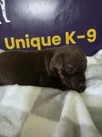 Male five, a male Catahoula Leopard Dog for sale in Childersburg, AL – Photo 2 of 4