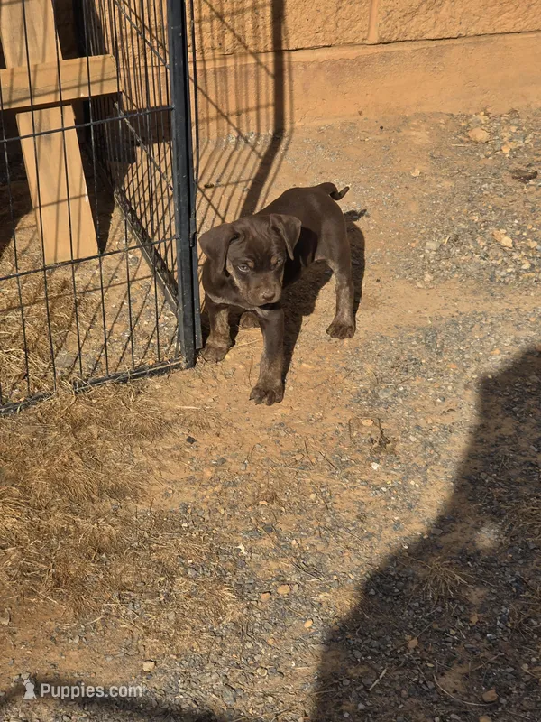 Male five – Catahoula Leopard Dog puppy for sale in Childersburg, AL