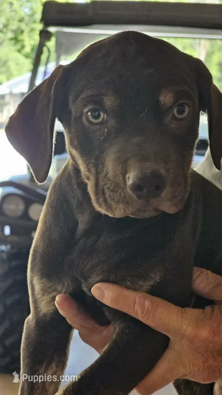 Male five – Catahoula Leopard Dog puppy for sale in Childersburg, AL