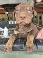 Male five, a male Catahoula Leopard Dog for sale in Childersburg, AL – Photo 5 of 8