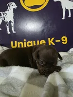 Male five, a male Catahoula Leopard Dog for sale in Childersburg, AL – Photo 1 of 4