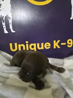 Male five, a male Catahoula Leopard Dog for sale in Childersburg, AL – Photo 4 of 4