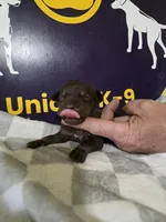 Male five, a male Catahoula Leopard Dog for sale in Childersburg, AL – Photo 3 of 4