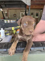 Male five, a male Catahoula Leopard Dog for sale in Childersburg, AL – Photo 7 of 8