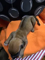"Alvin", a male Rhodesian Ridgeback for sale in Childersburg, AL – 2 of 3