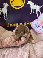 Female three Wilma , a female Catahoula Leopard Dog for sale in Childersburg, AL – Photo 2 of 4