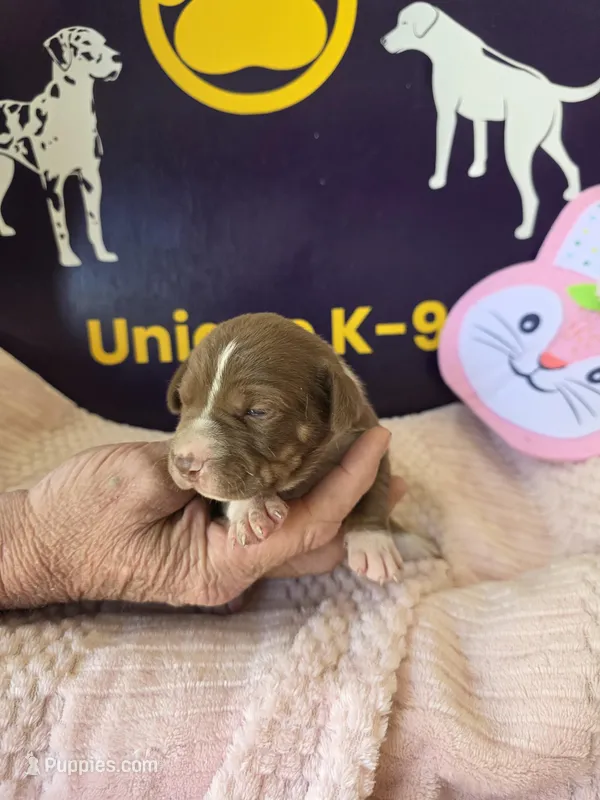 Female three Wilma  – Catahoula Leopard Dog puppy for sale in Childersburg, AL