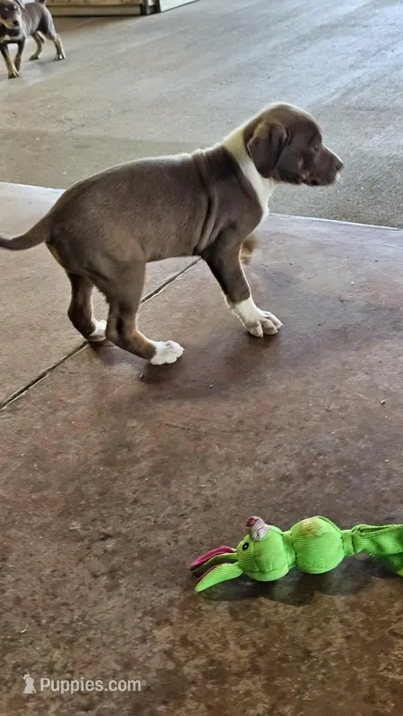 Female three Wilma  – Catahoula Leopard Dog puppy for sale in Childersburg, AL