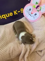 Female three Wilma , a female Catahoula Leopard Dog for sale in Childersburg, AL – Photo 3 of 4