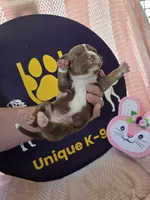 Female three Wilma , a female Catahoula Leopard Dog for sale in Childersburg, AL – Photo 4 of 4