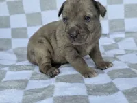 Loretta four, a male Catahoula Leopard Dog for sale in Childersburg, AL – 2 of 4