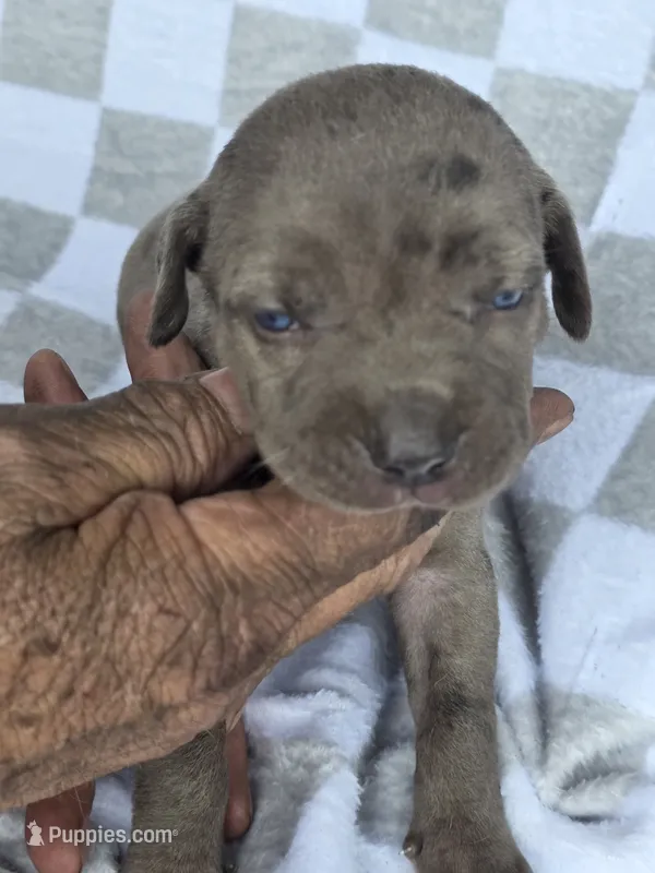 Loretta one – Catahoula Leopard Dog puppy for sale in Childersburg, AL