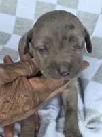 Loretta one, a female Catahoula Leopard Dog for sale in Childersburg, AL – 1 of 3