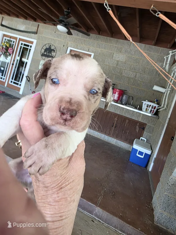 Male four – Catahoula Leopard Dog puppy for sale in Childersburg, AL