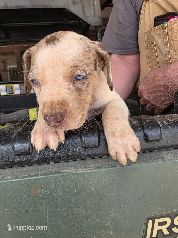 Male four – Catahoula Leopard Dog puppy for sale in Childersburg, AL