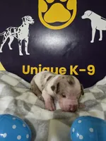 Male four, a male Catahoula Leopard Dog for sale in Childersburg, AL – Photo 2 of 4