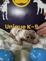 Male four, a male Catahoula Leopard Dog for sale in Childersburg, AL – Photo 4 of 4