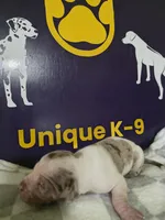 Male four, a male Catahoula Leopard Dog for sale in Childersburg, AL – Photo 3 of 4