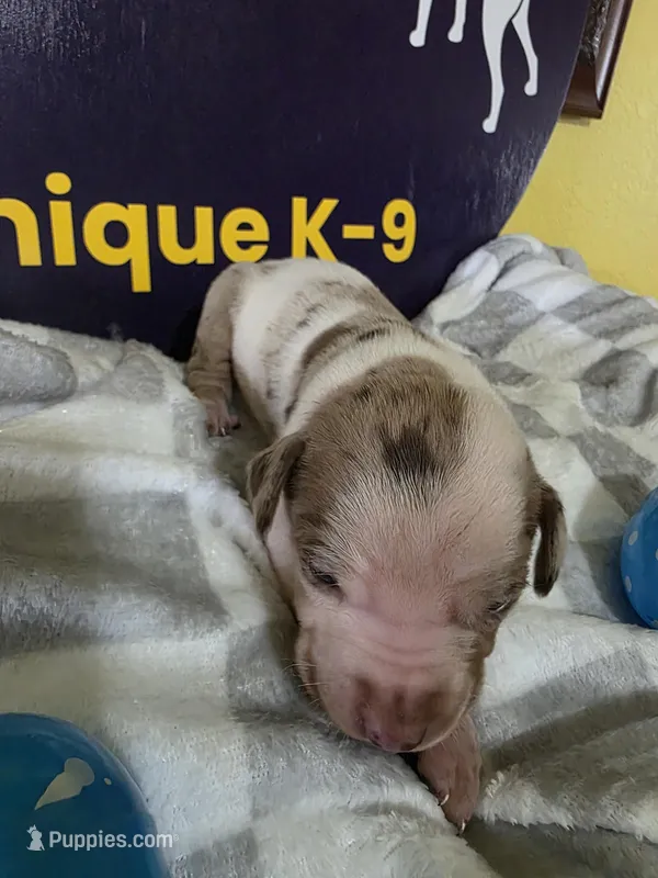 Male four – Catahoula Leopard Dog puppy for sale in Childersburg, AL