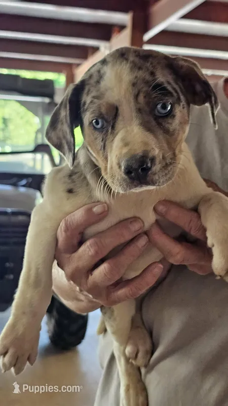 Maggie two, a male Catahoula Leopard Dog for sale in Childersburg, AL – 1 of 4