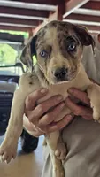 Maggie two, a male Catahoula Leopard Dog for sale in Childersburg, AL – 1 of 4