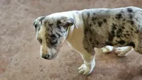 Maggie two, a male Catahoula Leopard Dog for sale in Childersburg, AL – 2 of 4