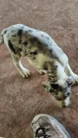 Maggie two, a male Catahoula Leopard Dog for sale in Childersburg, AL – 3 of 4