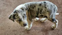 Maggie two, a male Catahoula Leopard Dog for sale in Childersburg, AL – 4 of 4