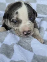 Loretta two, a female Catahoula Leopard Dog for sale in Childersburg, AL – 4 of 4