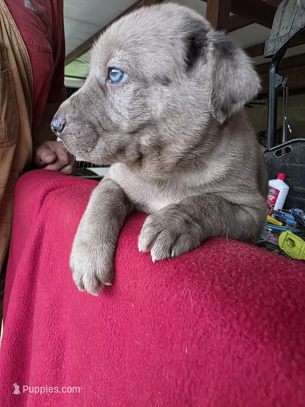 Loretta four – Catahoula Leopard Dog puppy for sale in Childersburg, AL