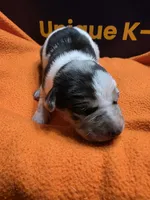 Male three Lucille , a male Catahoula Leopard Dog for sale in Childersburg, AL – 2 of 4