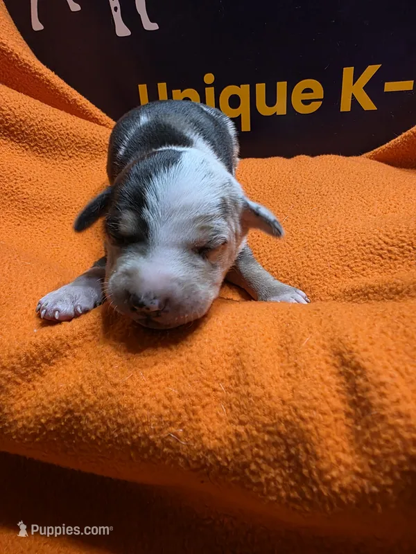 Male two Lucille  – Catahoula Leopard Dog puppy for sale in Childersburg, AL