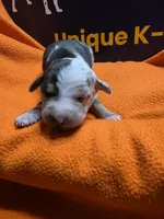 Male two Lucille , a male Catahoula Leopard Dog for sale in Childersburg, AL – 1 of 4