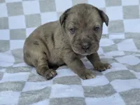 Loretta four, a male Catahoula Leopard Dog for sale in Childersburg, AL – 4 of 4