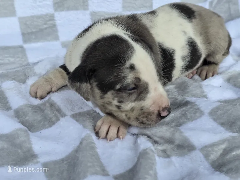 Loretta two – Catahoula Leopard Dog puppy for sale in Childersburg, AL