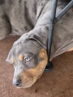 Rip, a male Catahoula Leopard Dog for sale in Childersburg, AL – 2 of 9